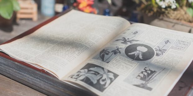 Gängige Erklärung für Vormarsch der Bettwanzen durch neue Studie widerlegt