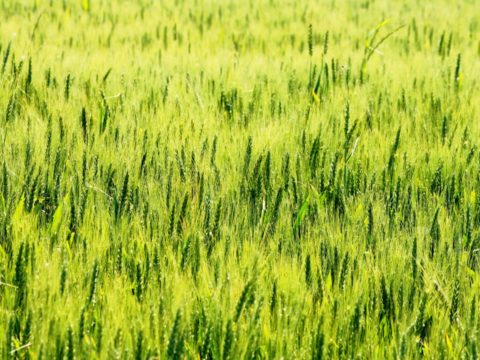 Immer mehr Dürren bedrohen die Wasserkraft im Nahen Osten